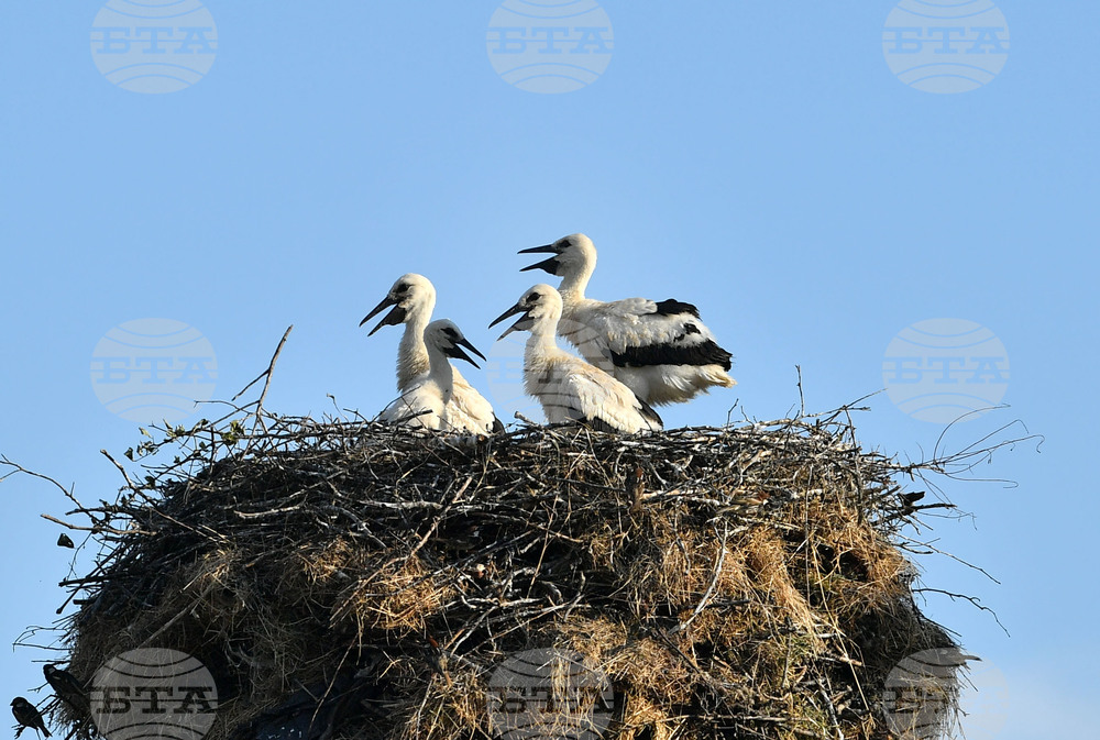 Село Малко Йонково - щъркели - любопитно