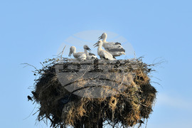 Село Малко Йонково - щъркели - любопитно