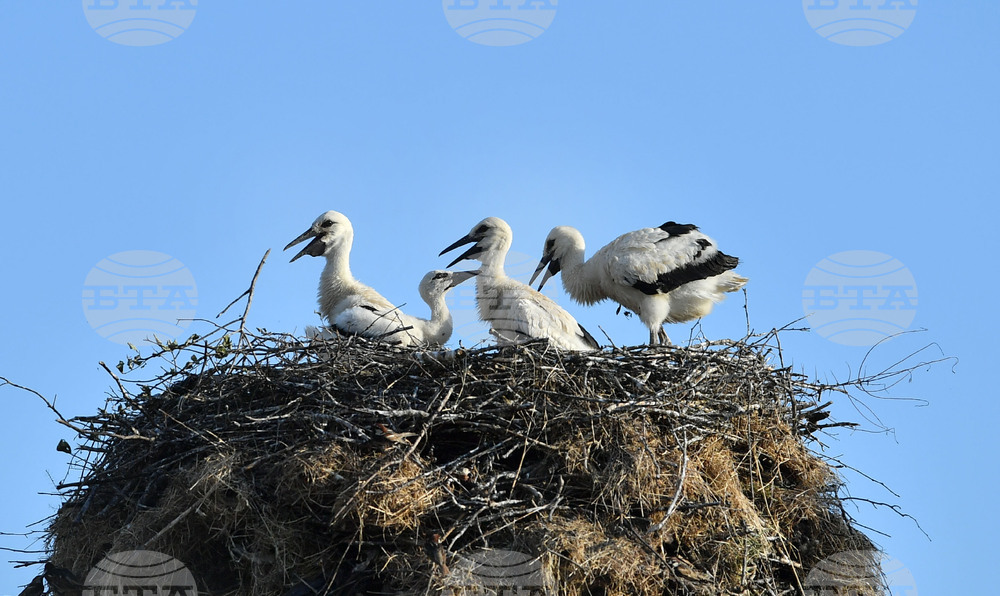 Село Малко Йонково - щъркели - любопитно