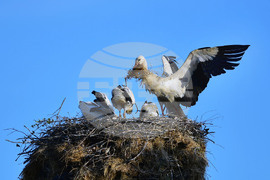 Село Малко Йонково - щъркели - любопитно