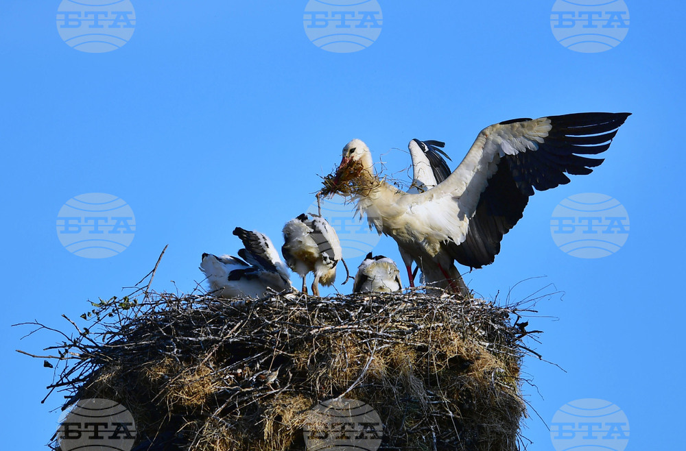 Село Малко Йонково - щъркели - любопитно
