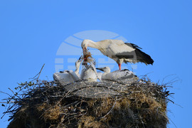 Село Малко Йонково - щъркели - любопитно