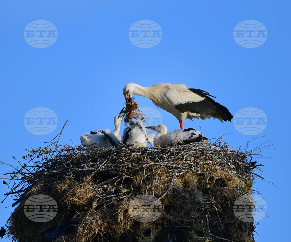 Село Малко Йонково - щъркели - любопитно