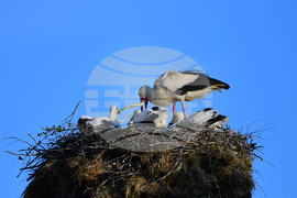 Село Малко Йонково - щъркели - любопитно