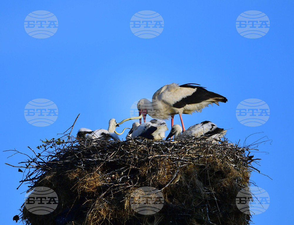Село Малко Йонково - щъркели - любопитно