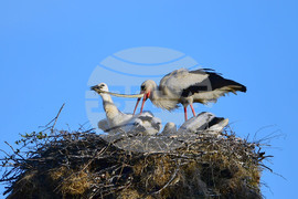 Село Малко Йонково - щъркели - любопитно