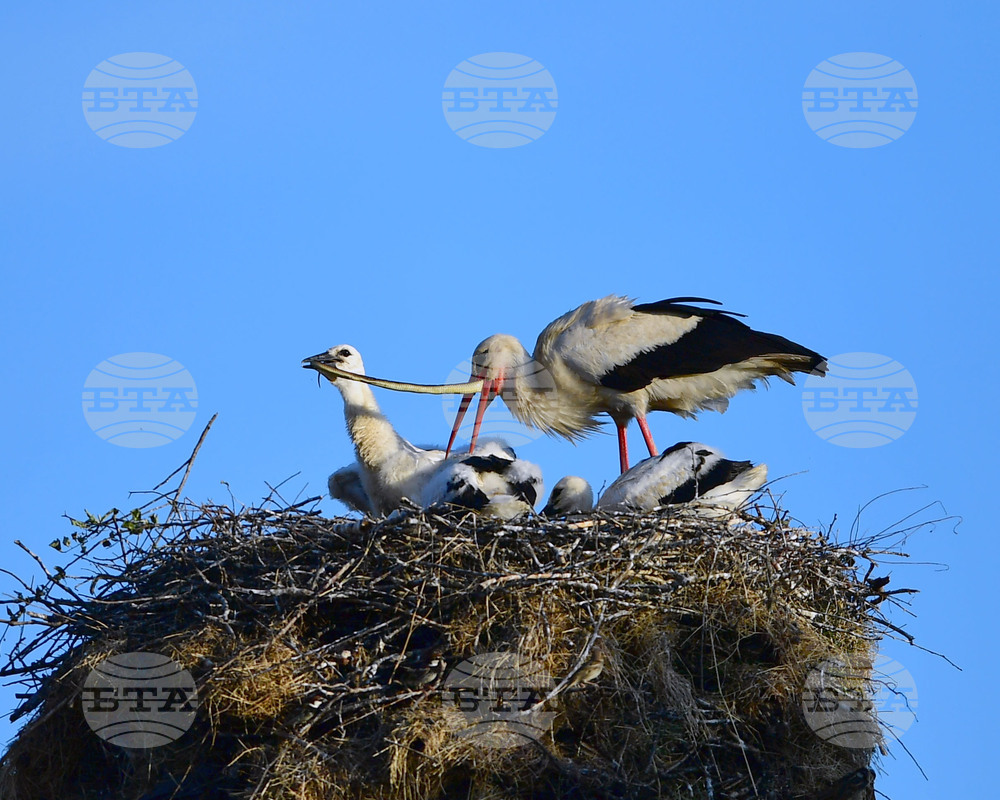 Село Малко Йонково - щъркели - любопитно