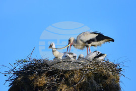 Село Малко Йонково - щъркели - любопитно