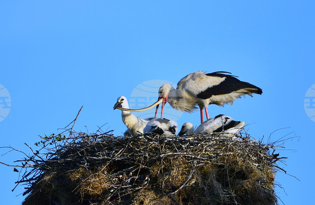 Село Малко Йонково - щъркели - любопитно