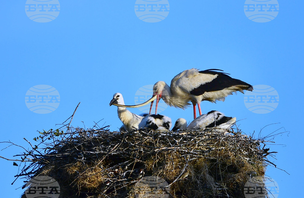 Село Малко Йонково - щъркели - любопитно