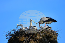 Село Малко Йонково - щъркели - любопитно