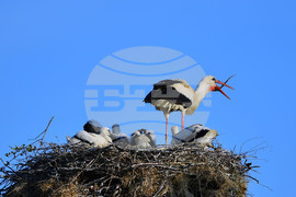 Село Малко Йонково - щъркели - любопитно