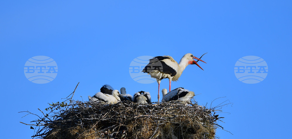 Село Малко Йонково - щъркели - любопитно