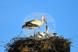 Село Малко Йонково - щъркели - любопитно