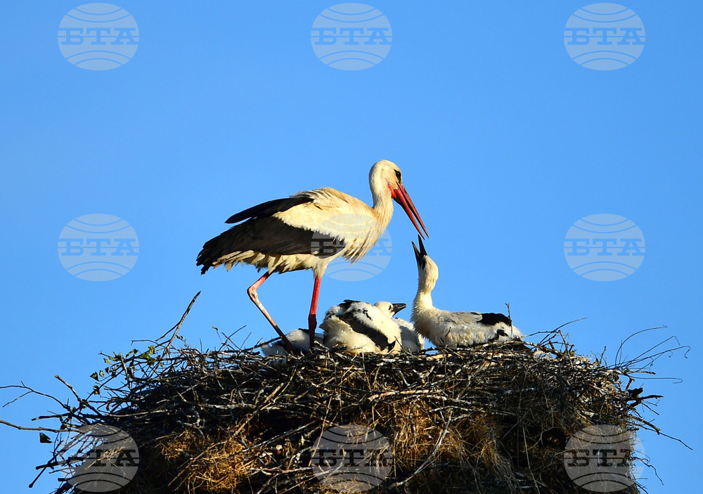 19th White Stork Festival to Be Held in Belozem on May 17