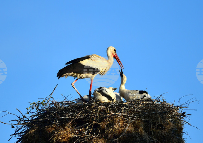 19th White Stork Festival to Be Held in Belozem on May 17