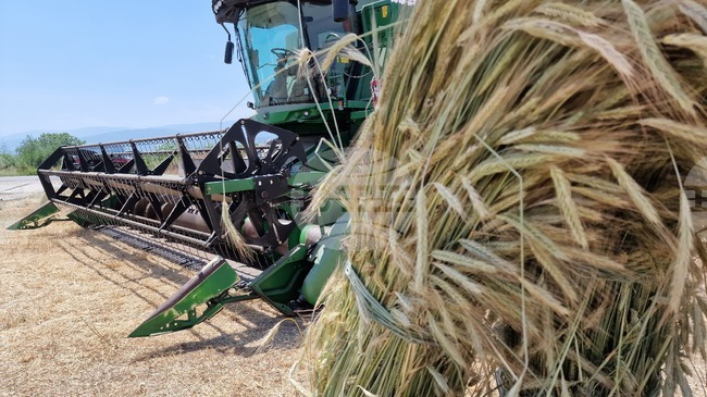 Началото на тазгодишната жътвена кампания ще бъде на 17 юни във Видинско