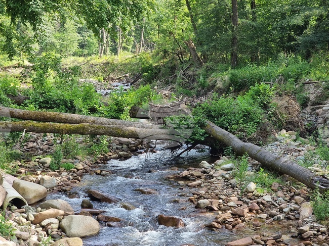 Вършец - парк - наводнение - щети