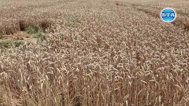 Земеделският министър д-р Георги Тахов откри жътвената кампания, прогнозите са за реколта от над 6 млн. тона пшеница