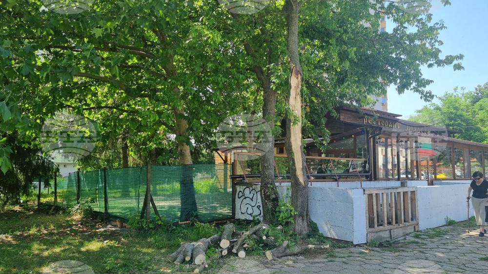 Общинското предприятие почиства клони и зелени отпадъци след разразилата се буря в Търговище