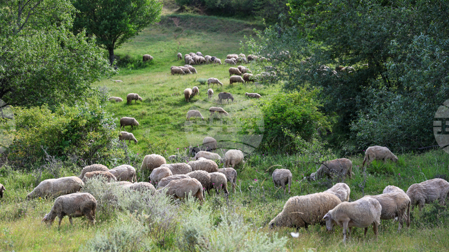 Bulgarian Farmers’ Cooperative Urges Government to Halt Planned Mass Vaccination of Small Ruminants