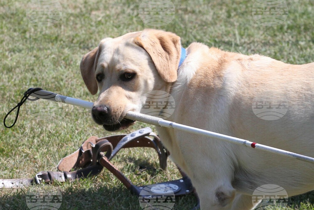 International Day of the Blind: Guide Dogs Help, Biggest Problem Is Accessibility of External Environment