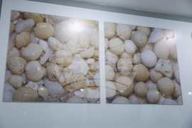 Бургас - Природонаучен музей - „Светът в зрънце пясък“ - изложба