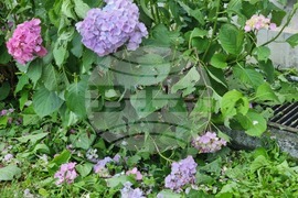 Велико Търново - градушка - щети