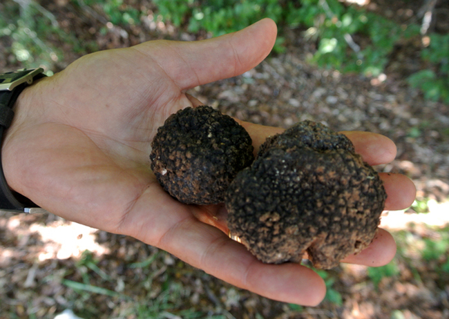 СЦДП: Събирачите на трюфели, гъби и горски плодове вече могат да подават заявления за издаване на позволително онлайн