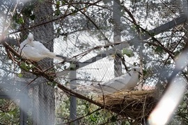 Село Черноочене - птици - кът