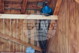 Село Черноочене - птици - кът