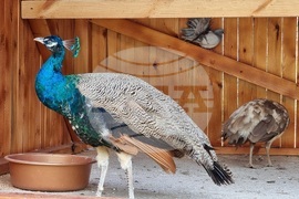 Село Черноочене - птици - кът