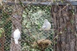 Село Черноочене - птици - кът