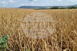 Варна - села - градушка - щети