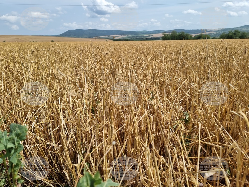 Варна - села - градушка - щети