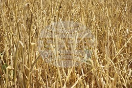 Варна - села - градушка - щети