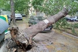 Силен вятър - паднало дърво