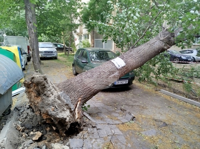 Силен вятър - паднало дърво 