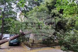 Силен вятър - паднало дърво