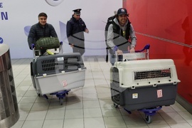 Летище София - служебни кучета