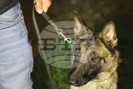 Летище София - служебни кучета