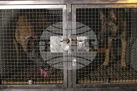 Летище София - служебни кучета