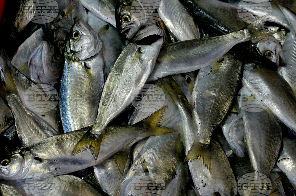 New Fishing Season Starts in Turkiye