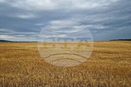 Село Пирне - жътвена кампания - откриване