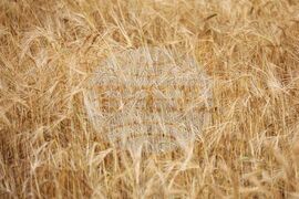 Село Пирне - жътвена кампания - откриване