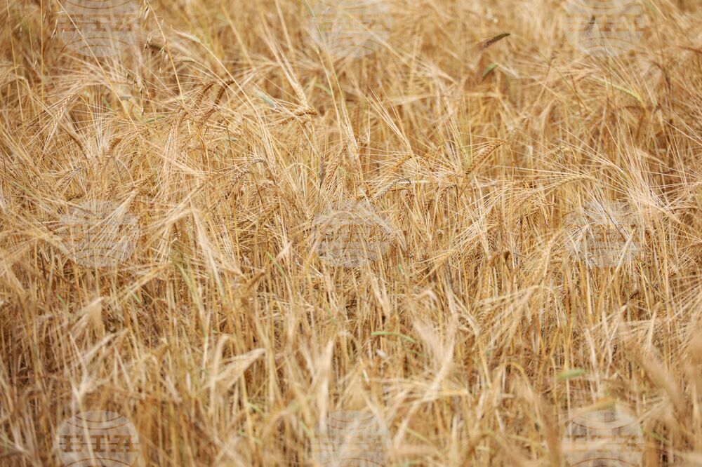 Село Пирне - жътвена кампания - откриване