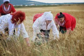Село Пирне - жътвена кампания - откриване