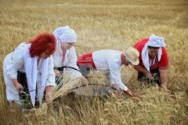 Село Пирне - жътвена кампания - откриване