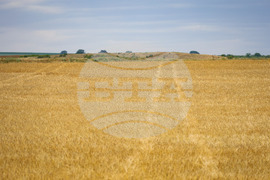 Село Пирне - земеделски земи - изглед