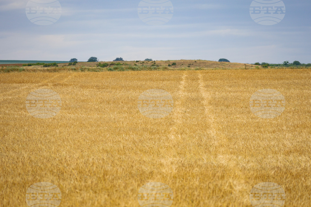 Село Пирне - земеделски земи - изглед